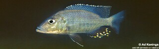 Stigmatochromis woodi &#39;Luwala Reef&#39;