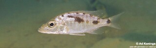 Stigmatochromis woodi &#39;Mbenji Island&#39;