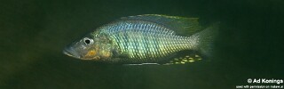 Stigmatochromis woodi &#39;Otter Point&#39;