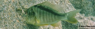 Taeniolethrinops furcicauda &#39;Chizumulu Island&#39;