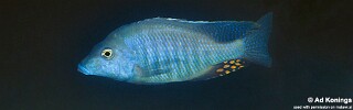 Taeniolethrinops furcicauda &#39;Lumessi&#39;