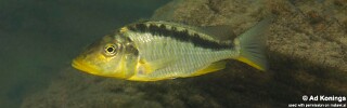 Taeniolethrinops furcicauda &#39;Malopa&#39;