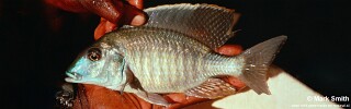Taeniolethrinops furcicauda &#39;Senga Bay&#39;