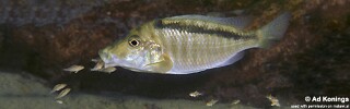 Taeniolethrinops laticeps &#39;Gome&#39;