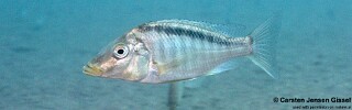 Taeniolethrinops laticeps &#39;Nkhata Bay&#39;