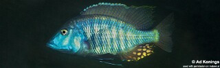 Taeniolethrinops laticeps &#39;Tsano Rock&#39;