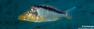 Taeniolethrinops macrorhynchus