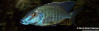 Taeniolethrinops praeorbitalis &#39;Ngara&#39;