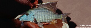 Taeniolethrinops praeorbitalis &#39;Senga Bay&#39;