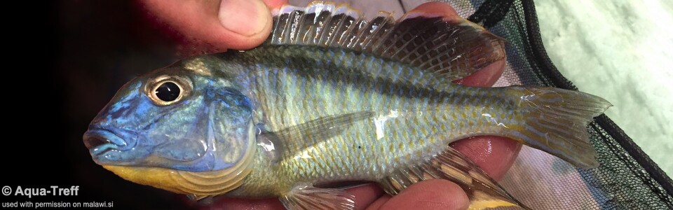 Tramitichromis brevis 'Nkhata Bay'