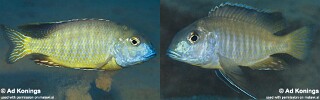 Tramitichromis brevis