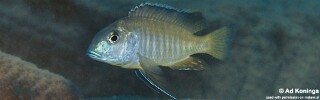 Tramitichromis brevis &#39;Chizumulu Island&#39;
