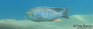 Tramitichromis brevis &#39;Liwani&#39;
