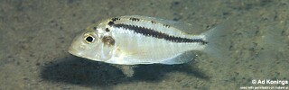 Tramitichromis brevis &#39;Lupingu&#39;