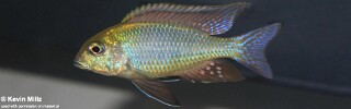 Tramitichromis Intermedius &#39;Senga Bay&#39;