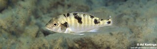 Tramitichromis intermedius &#39;Cobwé&#39;