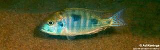 Tramitichromis intermedius &#39;Lion Point&#39;
