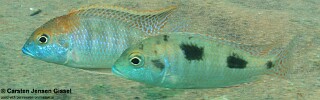 Tramitichromis intermedius &#39;Mdowa&#39;