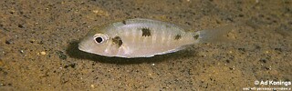 Tramitichromis intermedius &#39;Otter Point&#39;