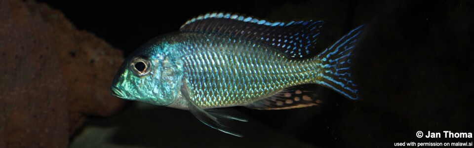 Tramitichromis cf. lituris (Tanzania)