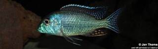 Tramitichromis cf. lituris (Tanzania)