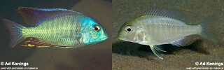 Tramitichromis lituris &#39;Mdoka&#39;