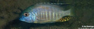 Tramitichromis sp. &#39;brevis magunga&#39;