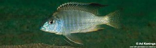 Tramitichromis sp. &#39;east-coast shallow&#39;