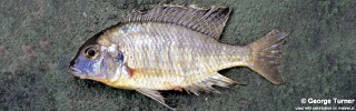Tramitichromis sp. &#39;false lituris&#39;