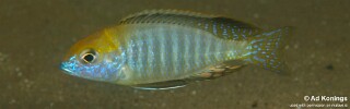 Tramitichromis sp. &#39;kande&#39;