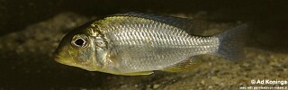 Tramitichromis sp. &#39;lituris yellow&#39;