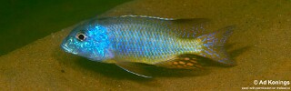 Tramitichromis sp. &#39;mvunguti&#39;