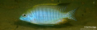 Tramitichromis sp. &#39;red gular&#39;