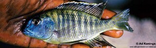 Tramitichromis sp. &#39;variabilis likoma&#39;