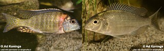 Tramitichromis variabilis