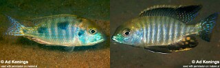 Tramitichromis