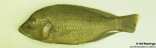 Trematocranus labifer