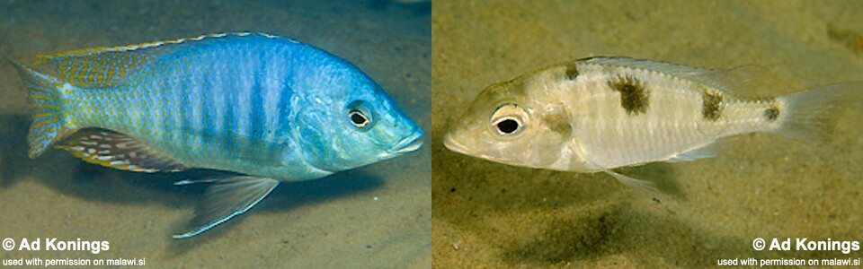 Trematocranus placodon 'Same Bay, Chizumulu Island'