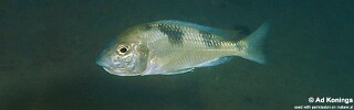 Trematocranus placodon &#39;Liuli&#39;