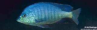 Trematocranus placodon &#39;Ruarwe&#39;