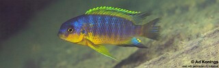 Tropheops gracilior &#39;Lundu&#39;