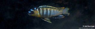 Tropheops kumwera &#39;Masasa Reef&#39;