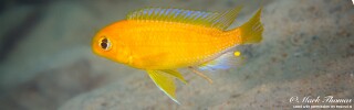 Tropheops macrophthalmus &#39;Chirwa Island&#39;