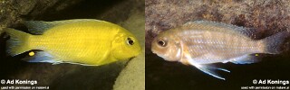 Tropheops macrophthalmus &#39;Chitande Island&#39;