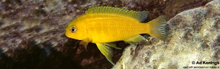 Tropheops macrophthalmus &#39;Chizumulu Island&#39;