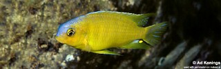 Tropheops macrophthalmus &#39;Kirondo&#39;