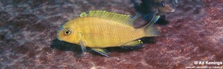 Tropheops macrophthalmus &#39;Linganjala Reef&#39;