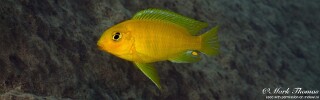 Tropheops macrophthalmus &#39;Mdowa&#39;
