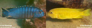 Tropheops romandi &#39;Mazinzi Reef&#39;