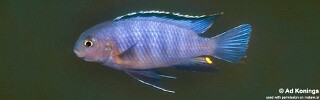Tropheops sp. &#39;black dorsal&#39; Luwala Reef